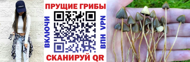 магазин продажи наркотиков Славгород Псилоцибиновые грибы Psilocybe